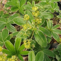 Alchemilla alpina SDR6957